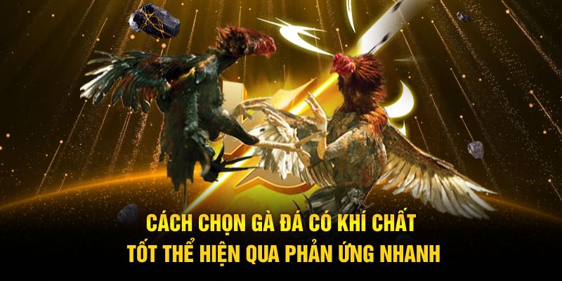 Cách chọn gà đá có khí chất tốt thể hiện qua phản ứng nhanh