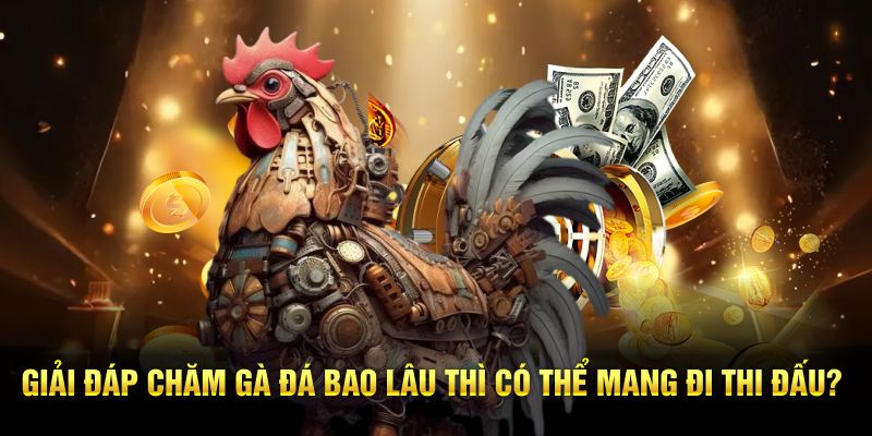 Ngoài ra, có thể dùng tạ chân gà nhẹ, dây buộc cánh hoặc các bài bay tại chỗ để rèn phản xạ bật nhảy.