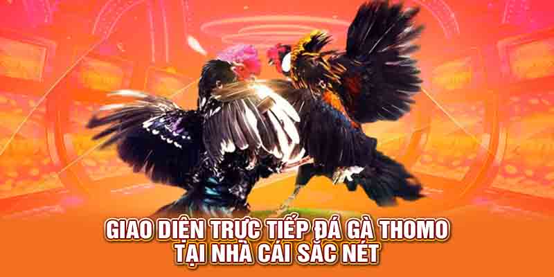 Giao diện trực tiếp đá gà Thomo tại nhà cái sắc nét