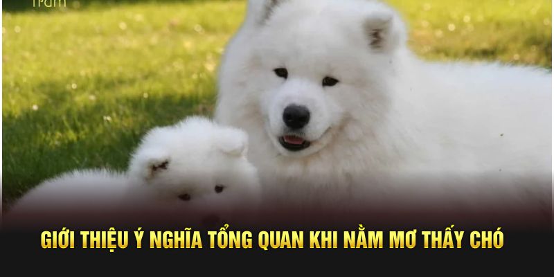 Giới thiệu ý nghĩa tổng quan khi nằm mơ thấy chó